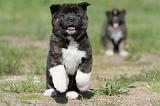 AKITA AMERICAIN 202
